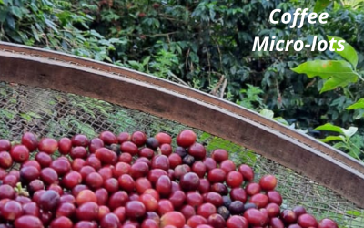 What are Coffee Microlots?