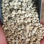 coffee harvesting