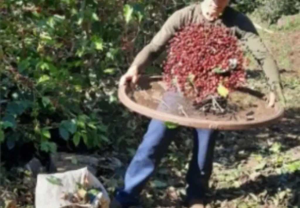 coffee harvesting